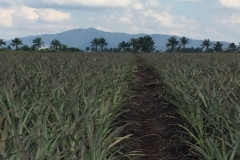5873 10-2-19  fields