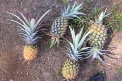 5878 10-2-19  pineapples