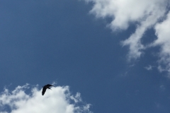 5910 11-2-19  Heron