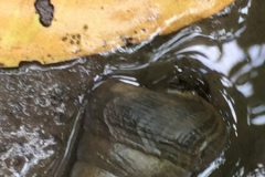 5928 11-2-19 shell