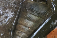 5929 11-2-19 shell