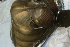 5931 11-2-19 shell