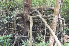 5932 11-2-19 tree