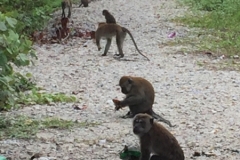 5971 11-2-19 monkeys