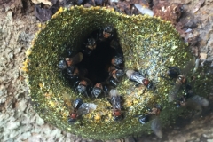 6063 13-2-19 Bees