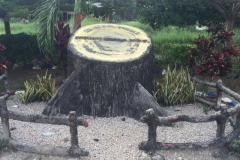 6258 18-2-19 treestump