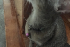 6267 19-2-19 cat