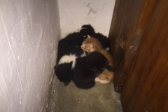 6270 19-2-19 kittens