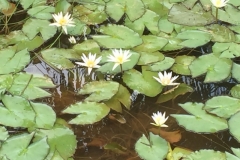 6296 19-2-19 water lilies