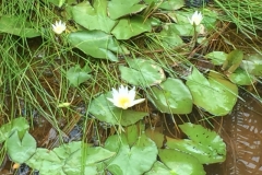 6298 19-2-19 water lilies