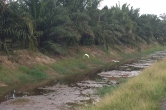 6299 19-2-19 river
