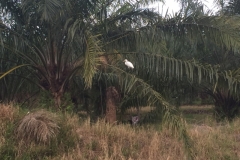 6301 19-2-19 stork
