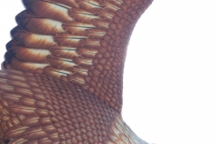 6686 6-3-19 eagle statue