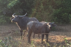 6705 6-3-19 water buffalo