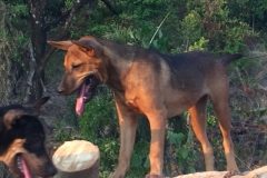 6713 6-3-19 dog