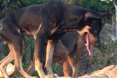 6714 6-3-19 dog