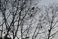 6724 6-3-19 tree