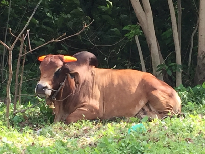 4987 1-1-19 cow