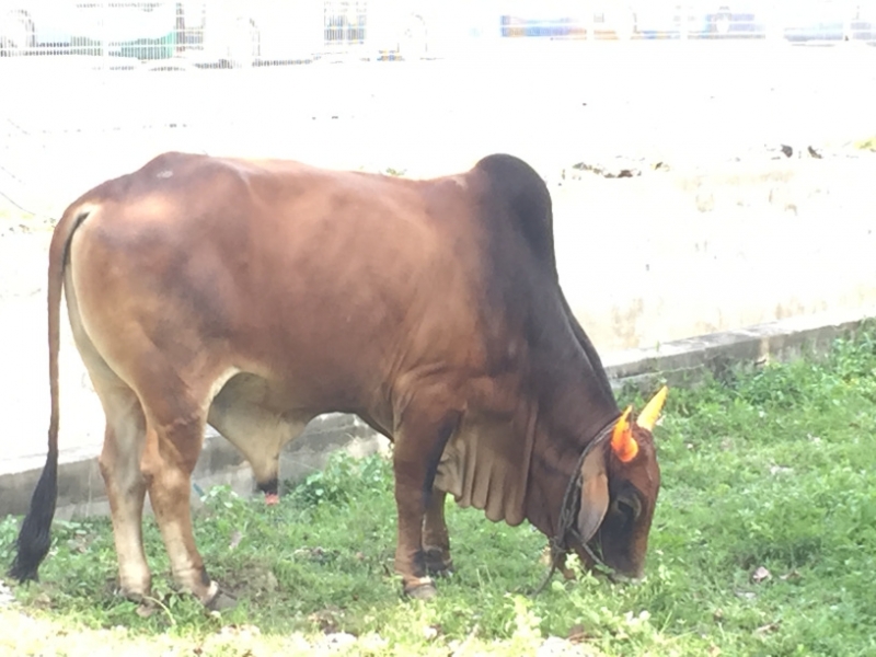 4988 1-1-19 cow