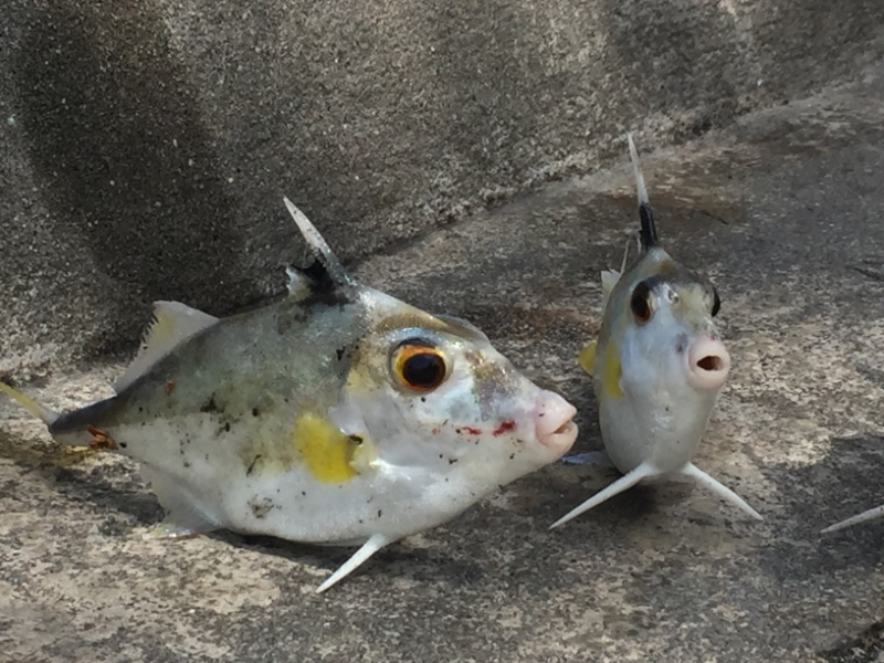 5003 2-1-19 Fish