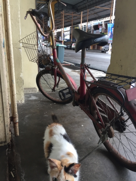 5042 4-1-19 bike