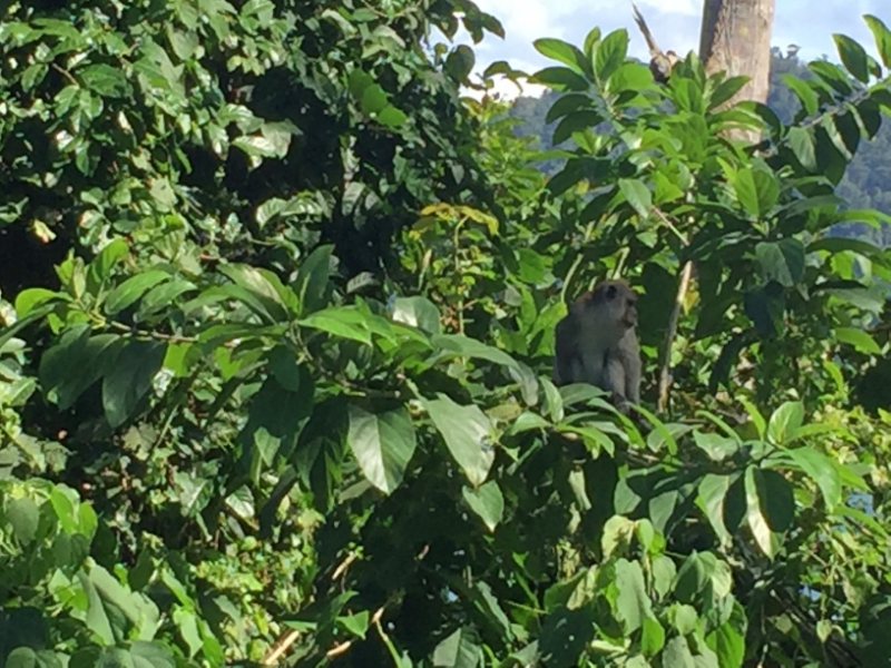 5083 7-1-19 monkey