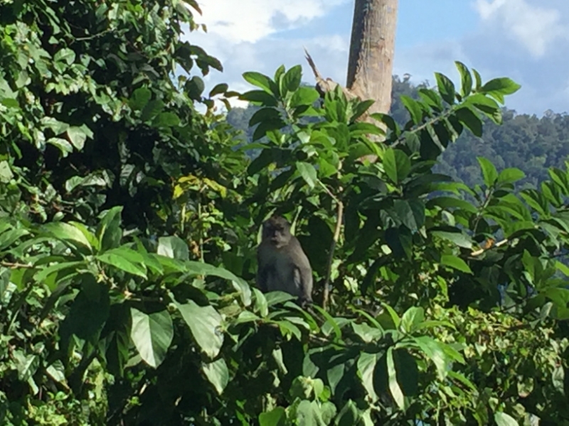 5084 7-1-19 monkey