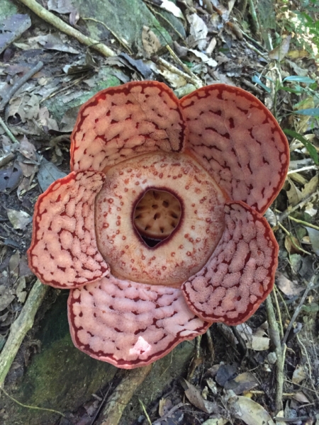 5113 8-1-19 flower