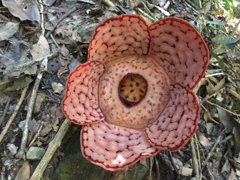 5115 8-1-19 flower