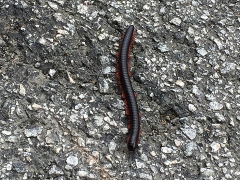 5153 8-1-19  millipede