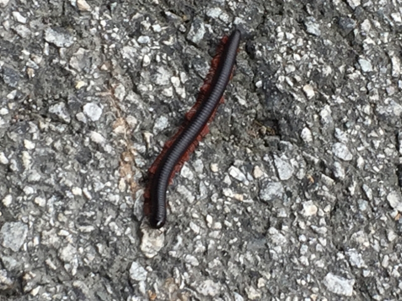 5154 8-1-19  millipede