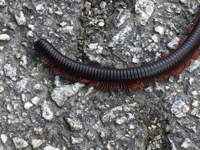 5155 8-1-19  millipede