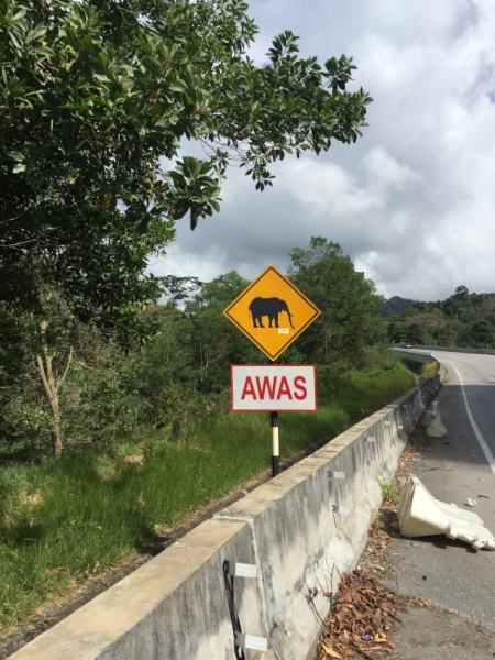 5158 8-1-19  Elephant crossing