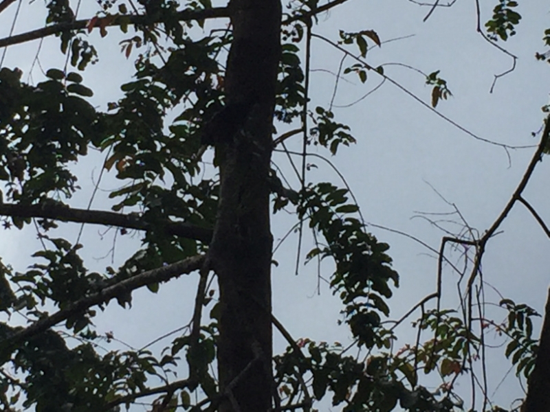 5161 8-1-19  tree
