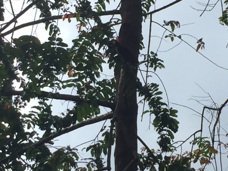 5162 8-1-19  tree