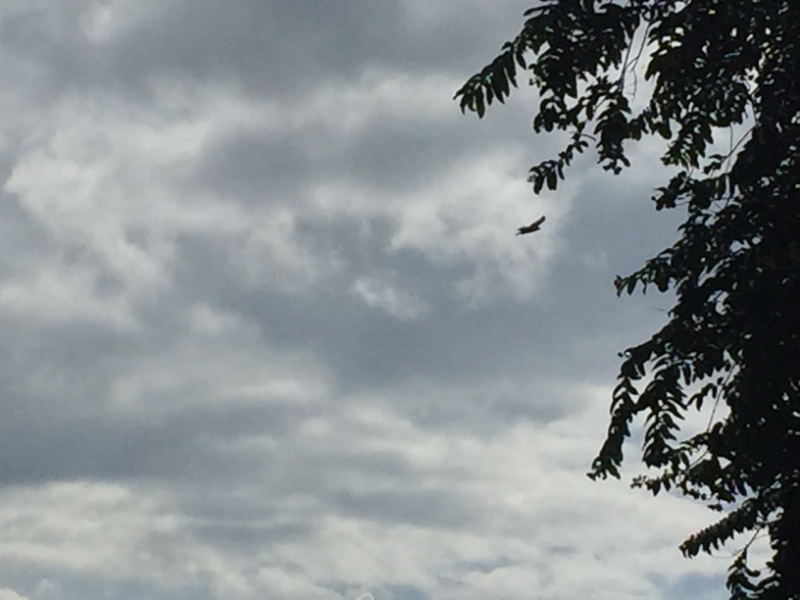 5163 8-1-19 bird