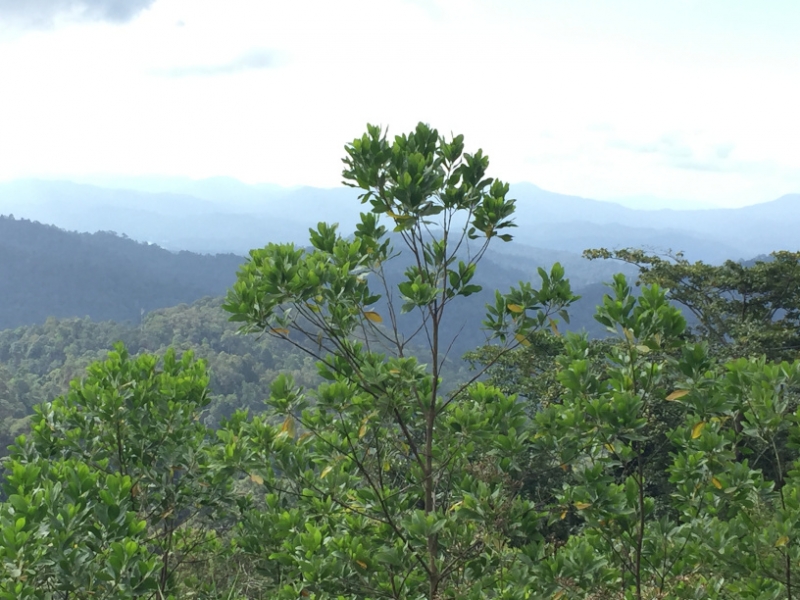 5165 8-1-19  tree