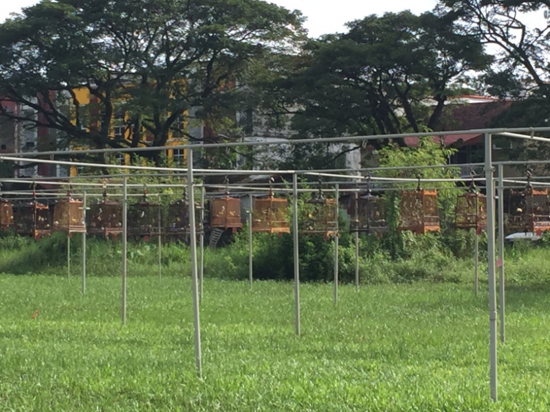 5222  11-1-19 birdcages