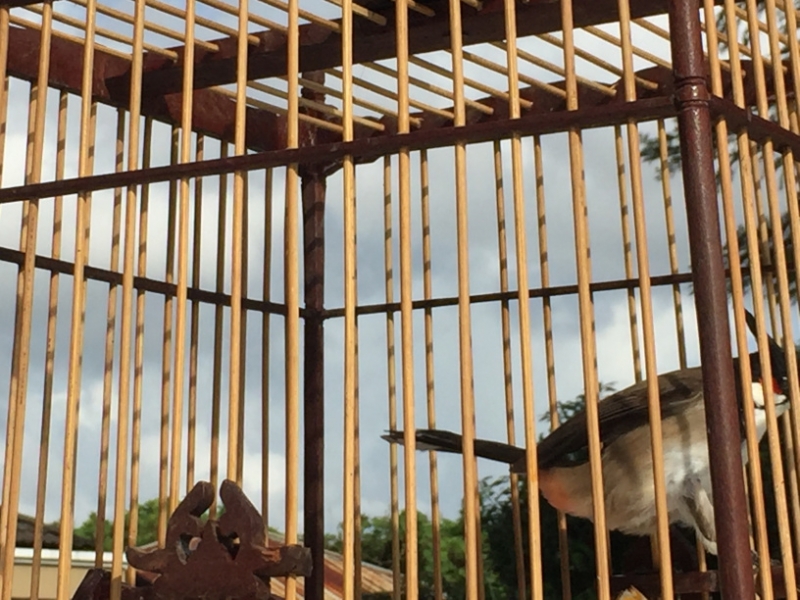 5224  11-1-19 birdcages