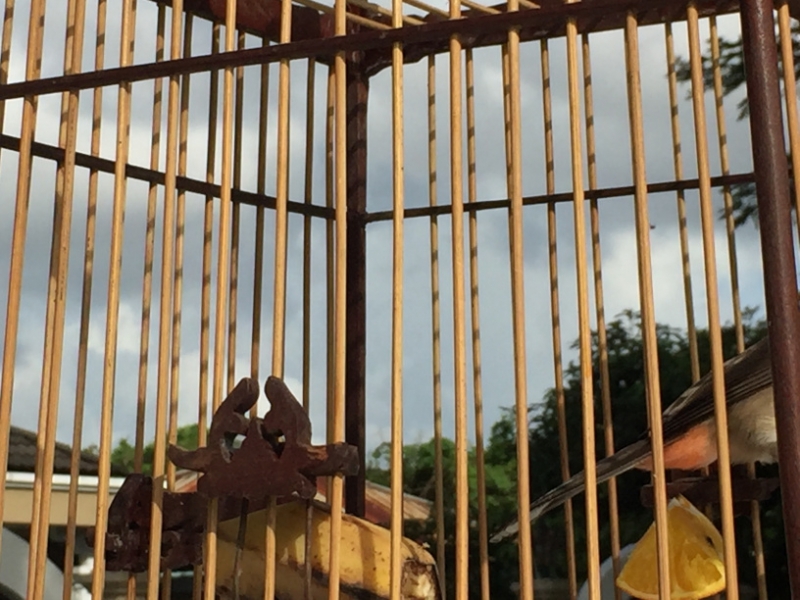 5225  11-1-19 birdcages