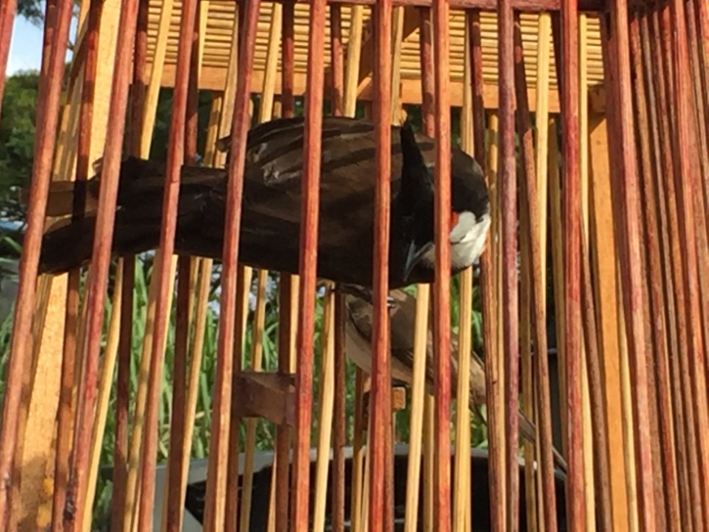 5226  11-1-19 birdcages