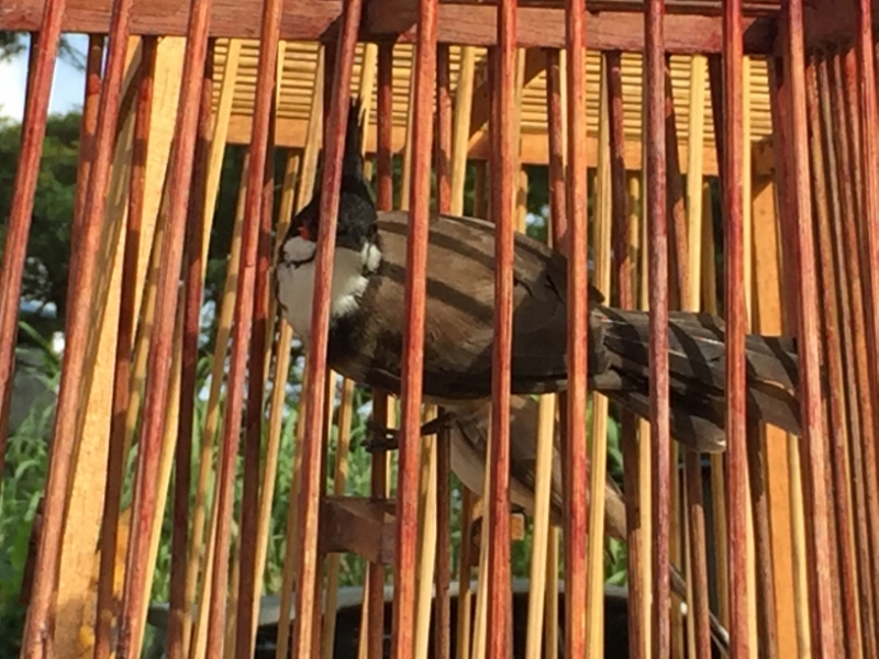 5227  11-1-19 birdcages