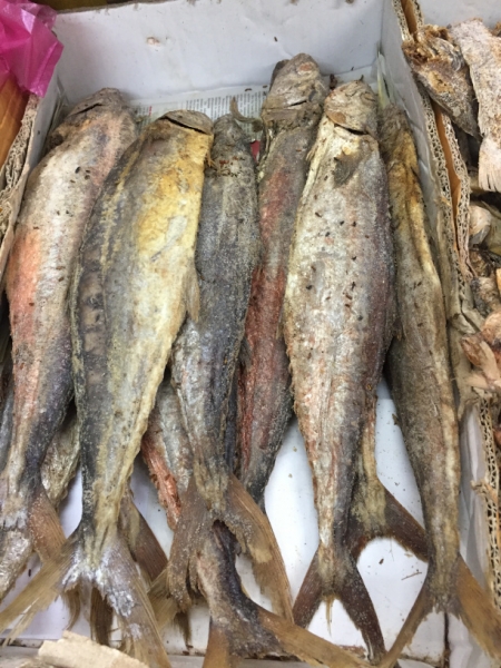 5241  11-1-19 fish
