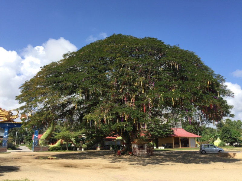 5337  14-1-19 tree
