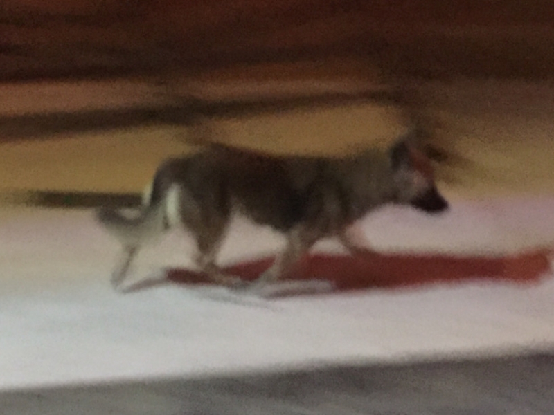 5373  15-1-19 dog