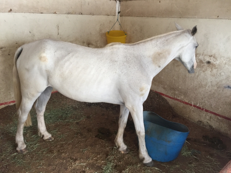 5389 17-1-19  white horse