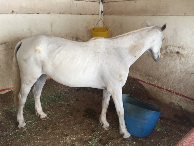 5390 17-1-19  white horse