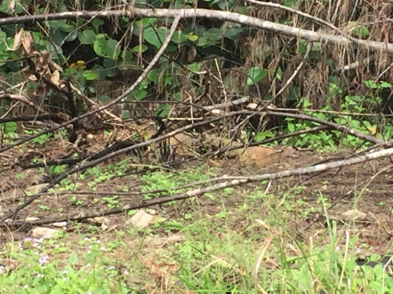 5431 18-1-19 undergrowth