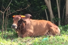 4987 1-1-19 cow