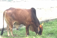 4988 1-1-19 cow